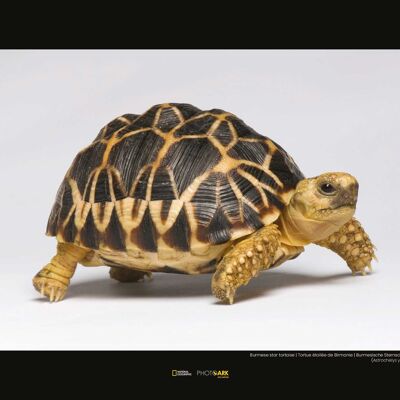 Wandbild - Burmese Star Tortoise - Größe: 40 x 30 cm
