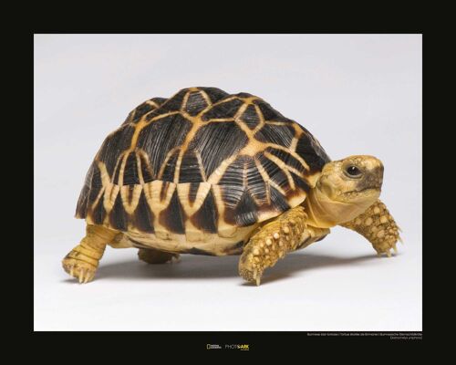 Wandbild - Burmese Star Tortoise - Größe: 50 x 40 cm