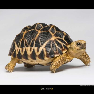 Wandbild - Burmese Star Tortoise - Größe: 70 x 50 cm