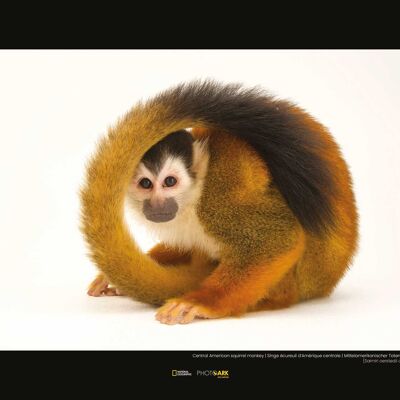 Mural - Central American Squirrel Monkey - Size: 40 x 30 cm