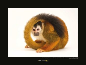 Murale - Singe écureuil d'Amérique centrale - Dimensions : 40 x 30 cm