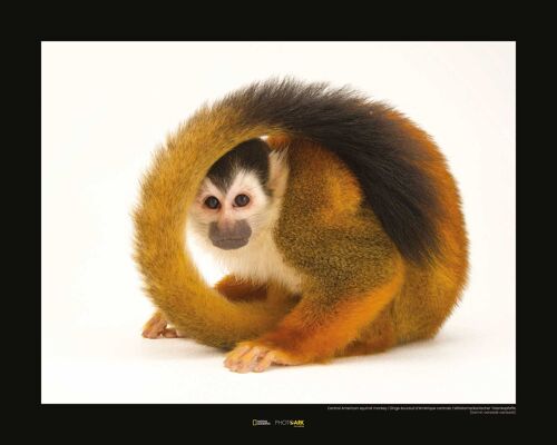 Wandbild - Central American Squirrel Monkey - Größe: 50 x 40 cm