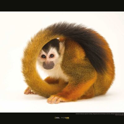 Mural - Central American Squirrel Monkey - Size: 50 x 40 cm
