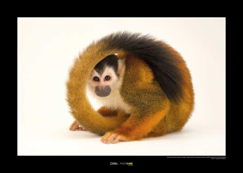 Wandbild - Central American Squirrel Monkey - Größe: 70 x 50 cm