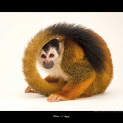 Mural - Central American Squirrel Monkey - Size: 70 x 50 cm