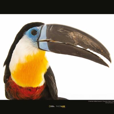 Wandbild - Channel-billed Toucan - Größe: 40 x 30 cm