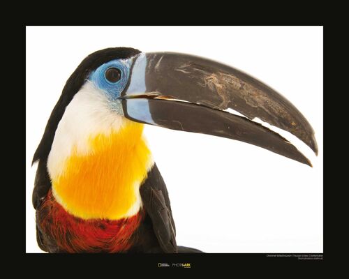 Wandbild - Channel-billed Toucan - Größe: 50 x 40 cm