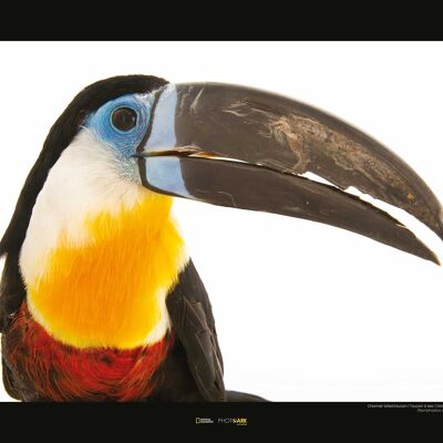 Wandbild - Channel-billed Toucan - Größe: 50 x 40 cm