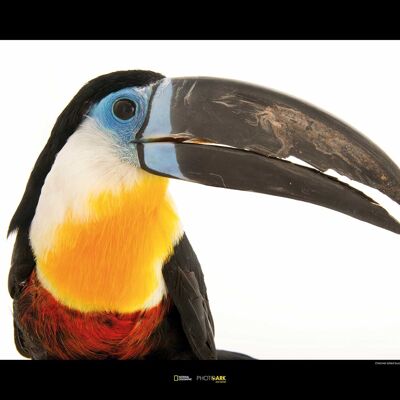 Wandbild - Channel-billed Toucan - Größe: 70 x 50 cm