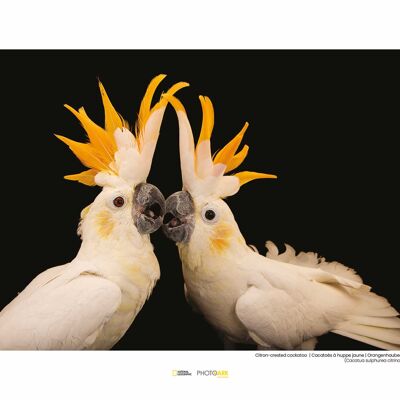 Mural - Citron-crested Cockatoo - Size: 40 x 30 cm