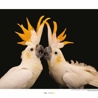Wandbild - Citron-crested Cockatoo - Größe: 50 x 40 cm