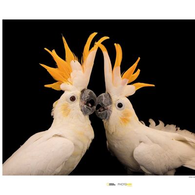 Wandbild - Citron-crested Cockatoo - Größe: 70 x 50 cm