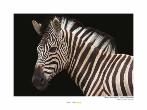 Wandbild - Damara Zebra - Größe: 40 x 30 cm