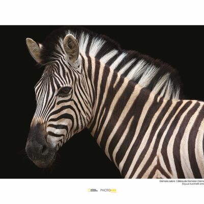 Murale - Zebra di Damara - Dimensioni: 40 x 30 cm