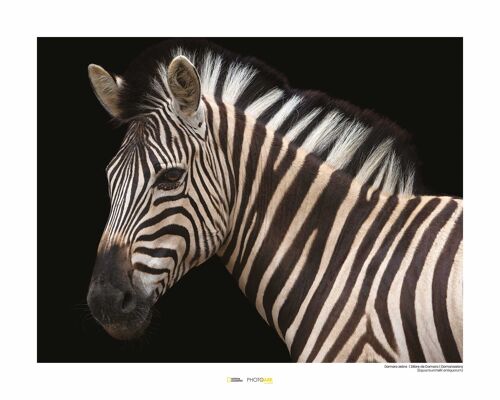 Wandbild - Damara Zebra - Größe: 50 x 40 cm