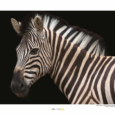 Wandbild - Damara Zebra - Größe: 50 x 40 cm