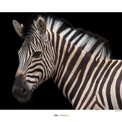 Papier peint - Damara Zebra - Dimensions : 70 x 50 cm