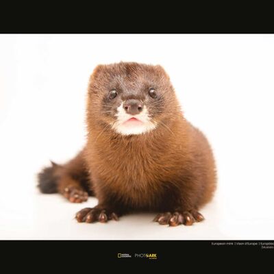 Wandbild - European Mink - Größe: 40 x 30 cm