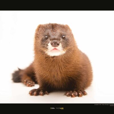 Wandbild - European Mink - Größe: 50 x 40 cm