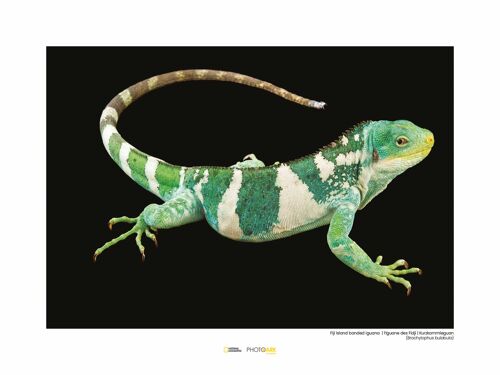 Wandbild - Fiji Island Banded Iguana - Größe: 40 x 30 cm