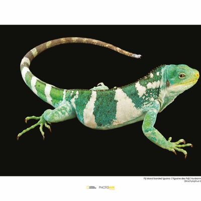 Wandbild - Fiji Island Banded Iguana - Größe: 40 x 30 cm