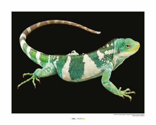 Wandbild - Fiji Island Banded Iguana - Größe: 50 x 40 cm