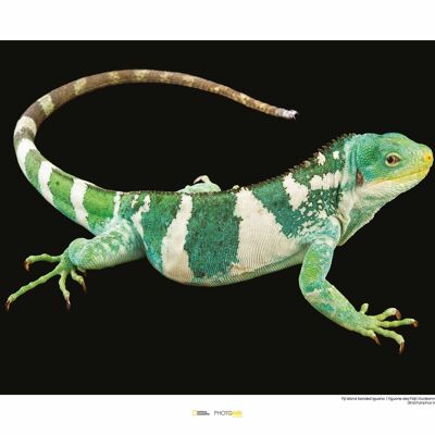 Wandbild - Fiji Island Banded Iguana - Größe: 50 x 40 cm