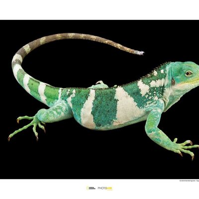 Murale - Iguana fasciata delle isole Figi - Dimensioni: 70 x 50 cm