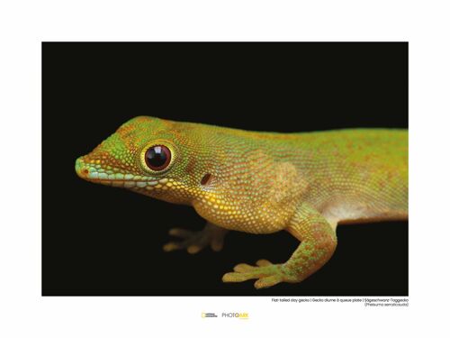 Wandbild - Flat-tailed Day Gecko - Größe: 40 x 30 cm