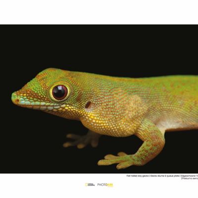 Papier peint - Gecko diurne à queue plate - Format : 40 x 30 cm