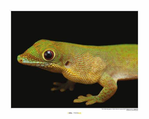 Wandbild - Flat-tailed Day Gecko - Größe: 50 x 40 cm