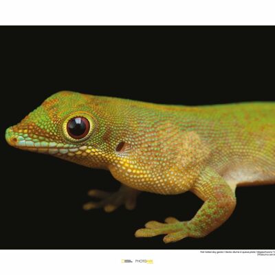 Mural - Flat-tailed Day Gecko - Size: 50 x 40 cm