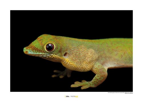 Wandbild - Flat-tailed Day Gecko - Größe: 70 x 50 cm