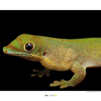 Mural - Flat-tailed Day Gecko - Size: 70 x 50 cm