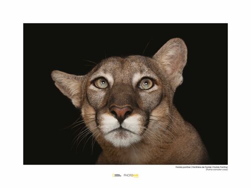 Wandbild - Florida Panther Portrait - Größe: 40 x 30 cm