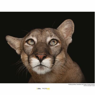 Wandbild - Florida Panther Portrait - Größe: 40 x 30 cm