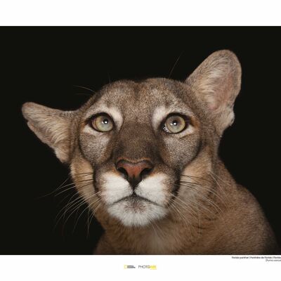 Wandbild - Florida Panther Portrait - Größe: 50 x 40 cm