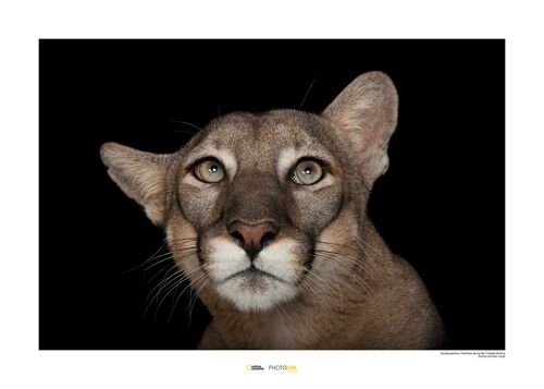 Wandbild - Florida Panther Portrait - Größe: 70 x 50 cm