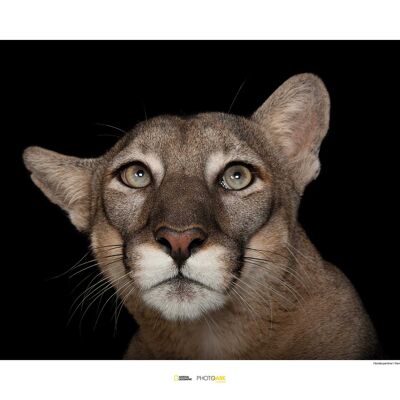 Wandbild - Florida Panther Portrait - Größe: 70 x 50 cm