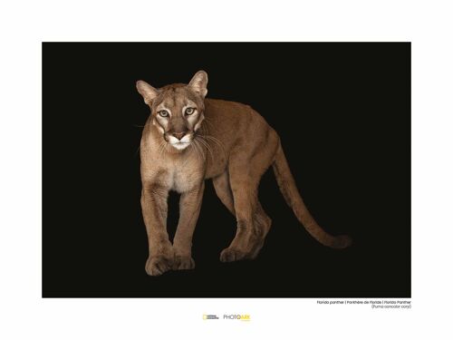 Wandbild - Florida Panther - Größe: 40 x 30 cm