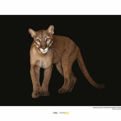 Mural - Florida Panther - Size: 40 x 30 cm