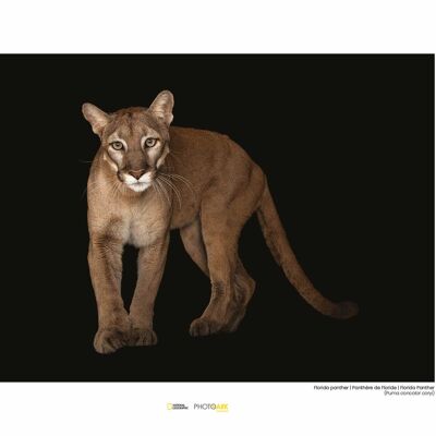 Wandbild - Florida Panther - Größe: 40 x 30 cm