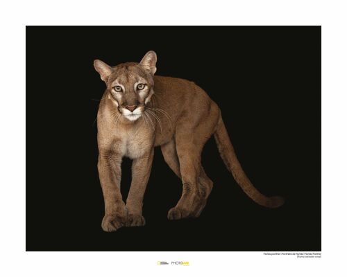Wandbild - Florida Panther - Größe: 50 x 40 cm