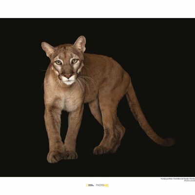Wandbild - Florida Panther - Größe: 50 x 40 cm