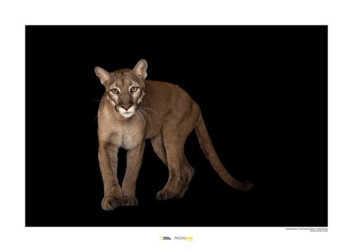 Wandbild - Florida Panther - Größe: 70 x 50 cm