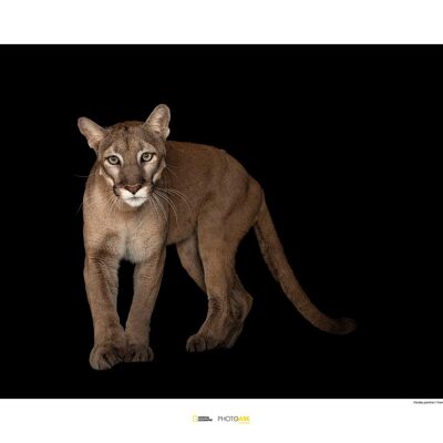 Wandbild - Florida Panther - Größe: 70 x 50 cm