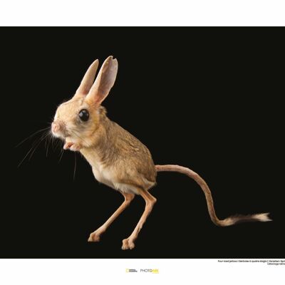 Mural - Jerboa de cuatro dedos - Medida: 50 x 40 cm