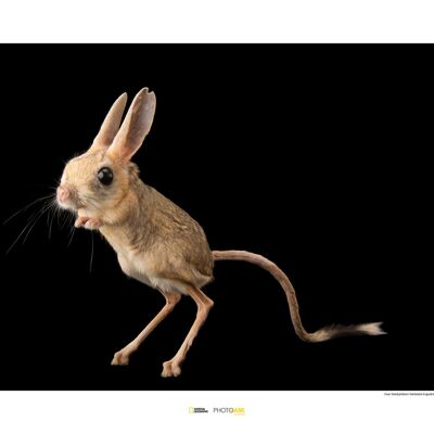 Mural - Jerboa de cuatro dedos - Medidas: 70 x 50 cm