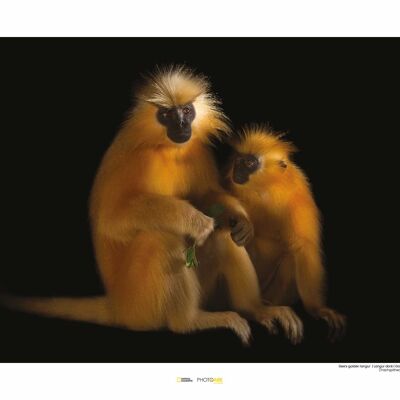 Murale - Gee's Golden Langur - Dimensioni: 50 x 40 cm