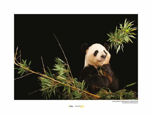 Wandbild - Giant Panda - Größe: 40 x 30 cm